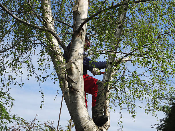 Trusted Lawrence, KS Tree Care Experts