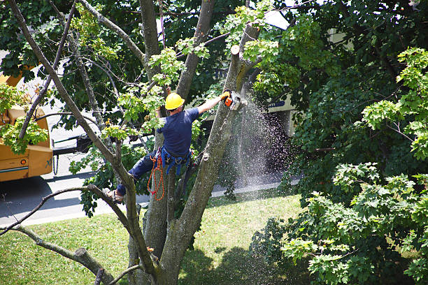 How Our Tree Care Process Works  in  Lawrence, KS